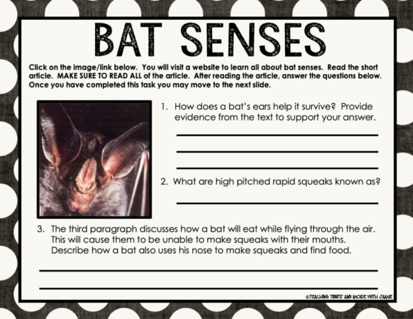 All About Bat Activities