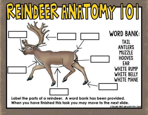 Reindeer Activities Third Grade